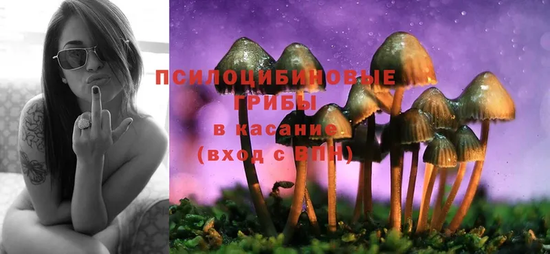 купить наркоту  Донецк  Псилоцибиновые грибы Psilocybe 